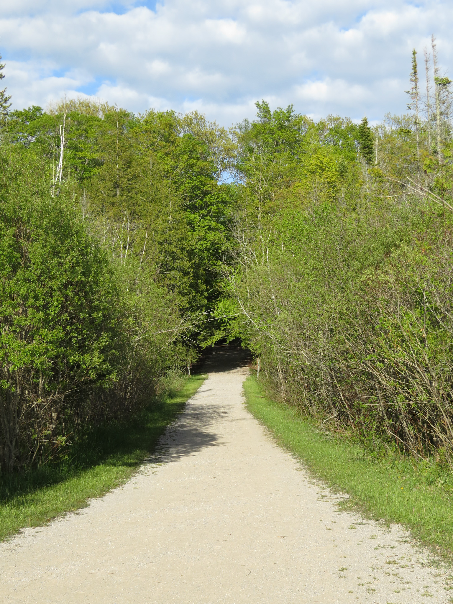 a pathway into trees